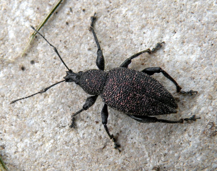 Curculionidae da Id. - Otiorhynchus caudatus